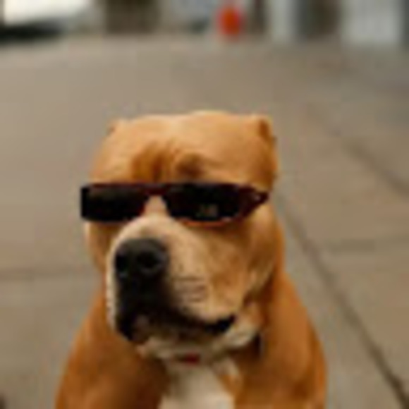 Meet your Posher, Shane - Picture 1 of 1